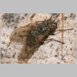 Phaonia sp - Echte Fliege w03.jpg